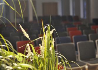En grön växt och i bakgrunder utställda konferensstolar
