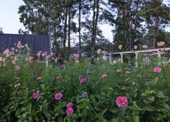 Rosa och lila sommarblommor på Furuboda